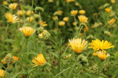 Kadife çiçeği çiçek (Calendula officinalis)