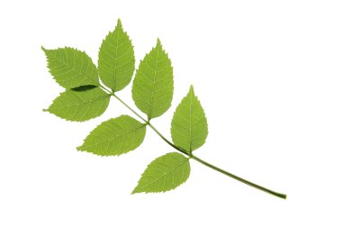 Ordinary ash (Fraxinus excelsior) clipart