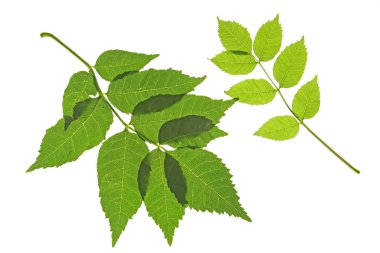 Ordinary ash (Fraxinus excelsior) clipart