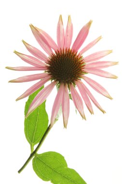 Purple coneflower (Echinacea purpurea), clipart