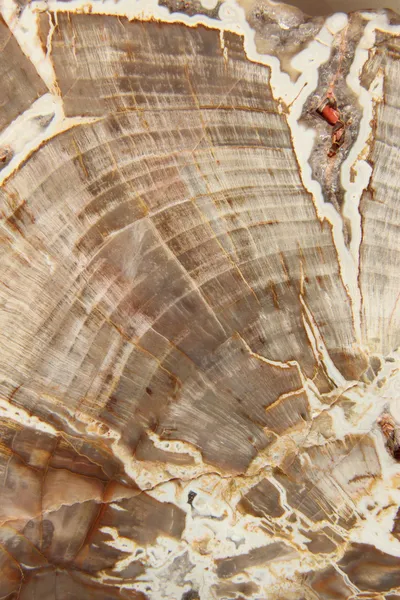 Versteinertes Holz — Stockfoto