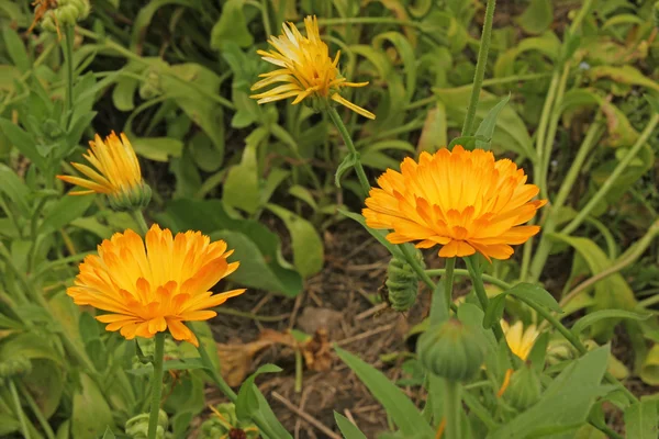 Marigold flowers (Calendula officinalis) — Stock Photo, Image