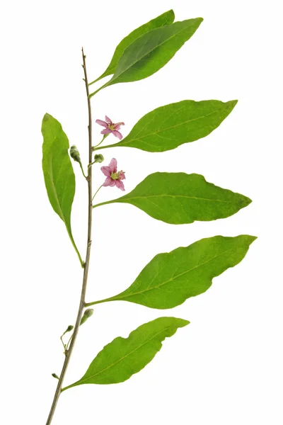 Goji berry (Lycium barbarum) — Stockfoto