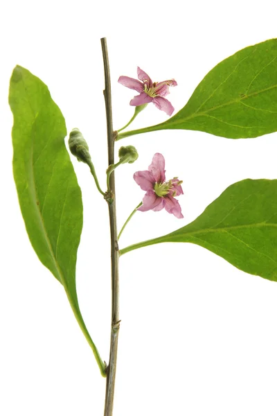 Goji berry (Lycium barbarum) — Stock Photo, Image