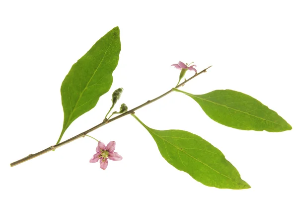 Goji berry (Lycium barbarum) — Stock fotografie