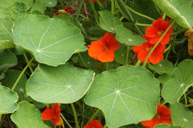 Nasturtium (Tropaeolum majus)