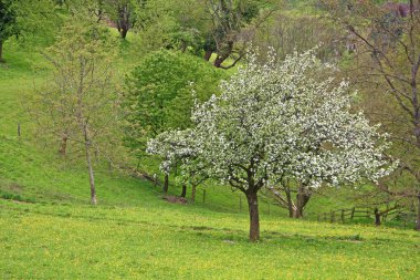 Spring landscape in Germany clipart