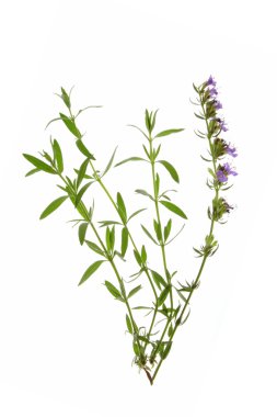 Çördük (Hyssopus officinalis)