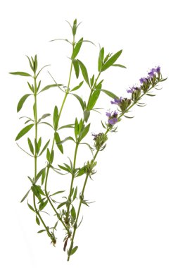 Hyssop (Hyssopus officinalis) clipart