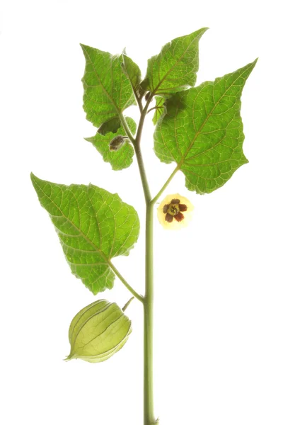 Uva spina del Capo (Physalis peruviana ) — Foto Stock