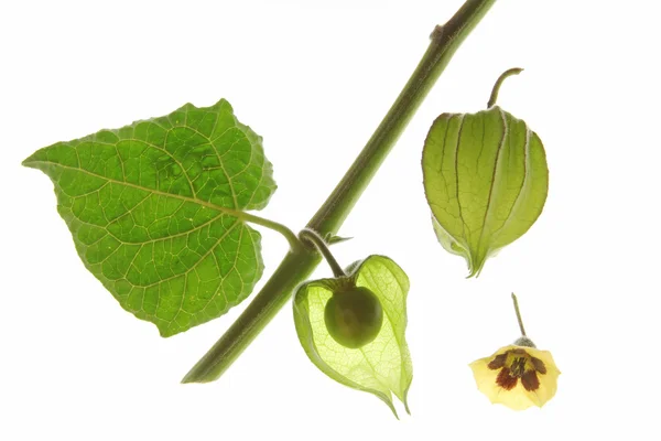 Cape Gooseberry (Physalis peruviana) — Stock Photo, Image