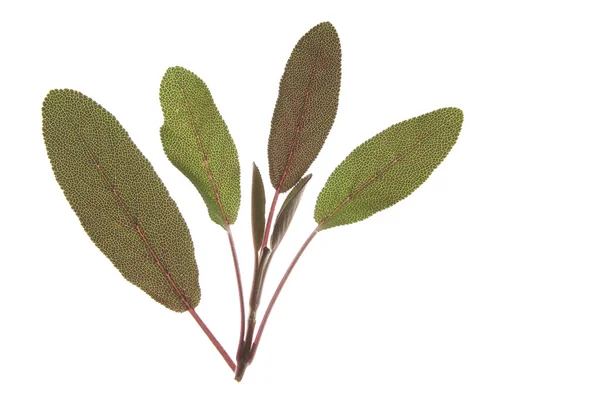 紫色鼠尾草 (丹参厚朴苦丁茶) — 图库照片