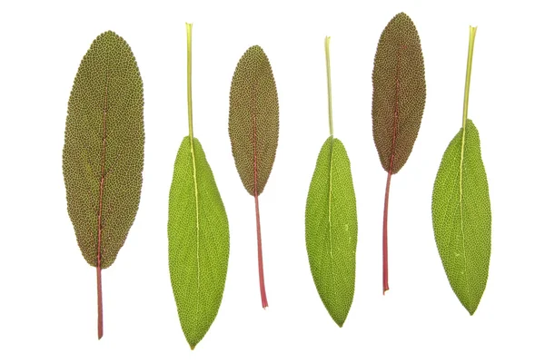 Purpursalbei (salvia officinalis purpurascens)) — Stockfoto