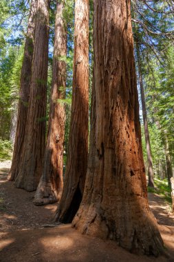 Yosemite National Park - Mariposa Grove Redwoods clipart