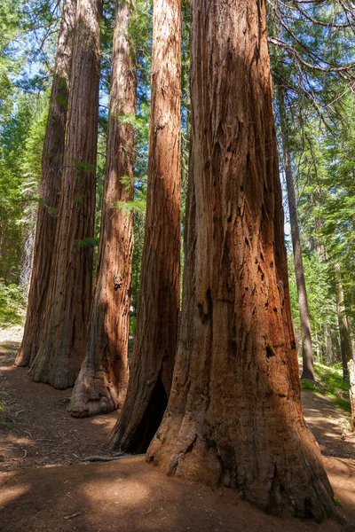 Stock image Yosemite National Park - Mariposa Grove Redwoods