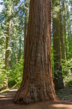 Yosemite Milli Parkı - mariposa grove redwoods