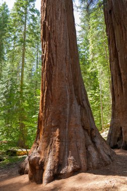 Yosemite Milli Parkı - mariposa grove redwoods