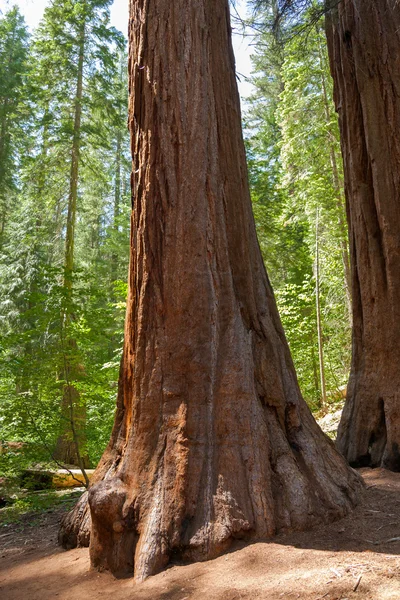 Yosemite Milli Parkı - mariposa grove redwoods — Stok fotoğraf
