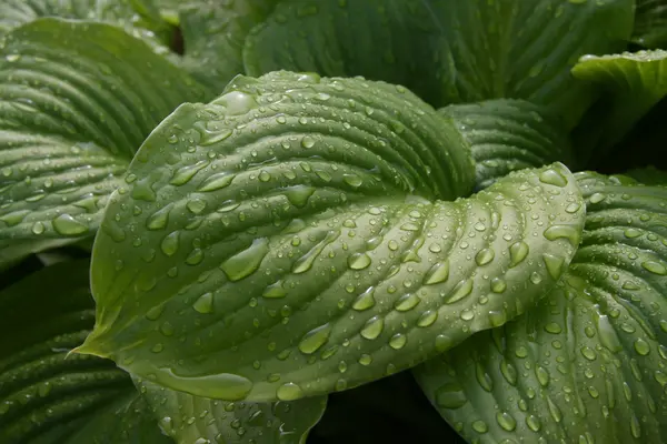 Πράσινο φύλλο να οι σταγόνες της βροχής — Φωτογραφία Αρχείου