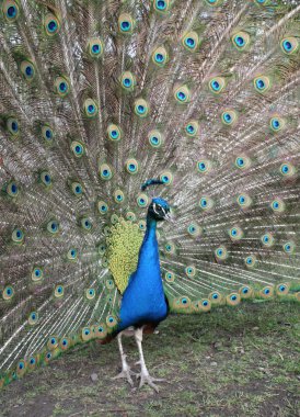 Pavo cristatus en büyük temsilcilerinden biri dekolmanı tavuk numarasına ait olduğu.