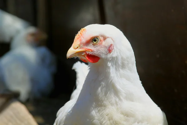 Kyckling i oljesås — Stockfoto
