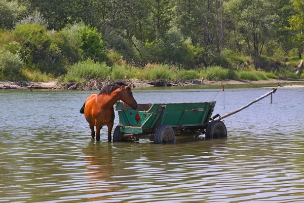 A horse is in the river — Stock Photo, Image