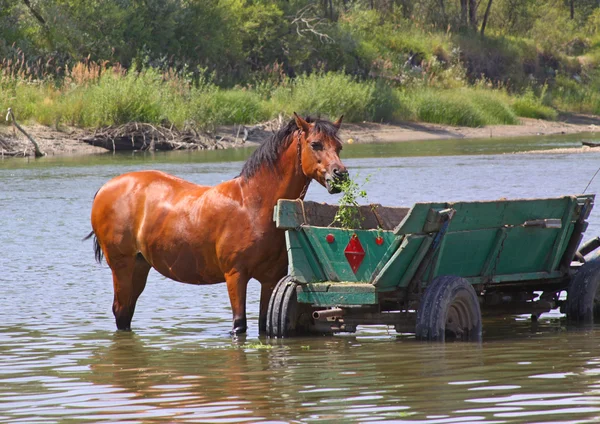 Un caballo está en el río — Foto de Stock