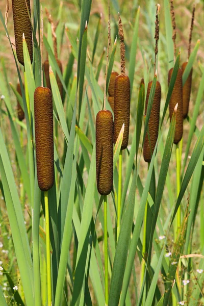 Cattail broad-leaved — Stock Photo, Image