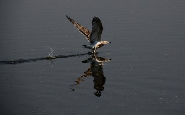 Larus canus