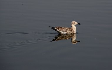 Larus ridibundus