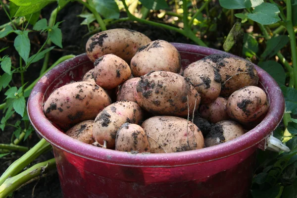 Ripe potato — Stock Photo, Image