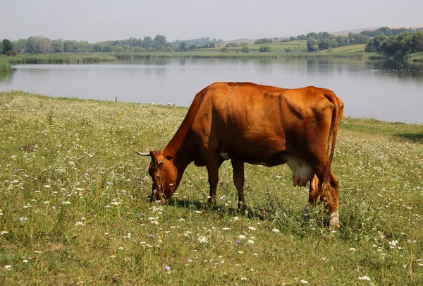 Pășunat vacă — Fotografie, imagine de stoc