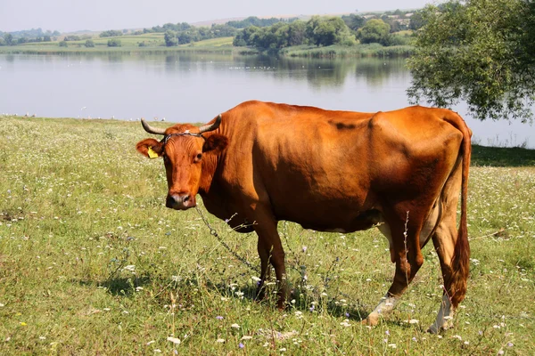 Vaca pe pajiște — Fotografie, imagine de stoc