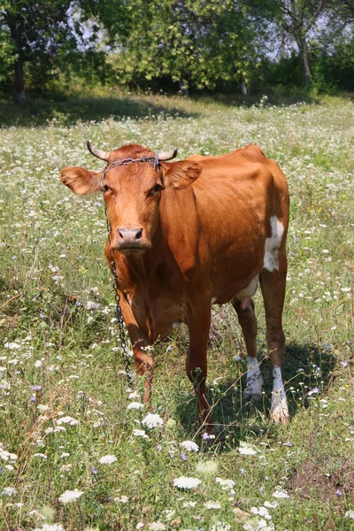 Vaca pe pajiște — Fotografie, imagine de stoc