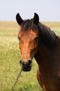 Horse and annoying flies clipart