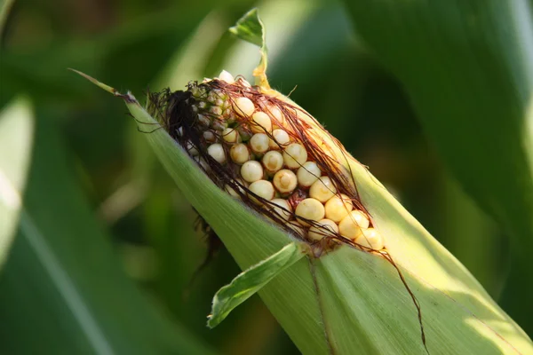 Kukurydza kolby — Zdjęcie stockowe