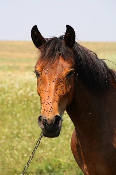 Horse and annoying flies — Stock Photo, Image