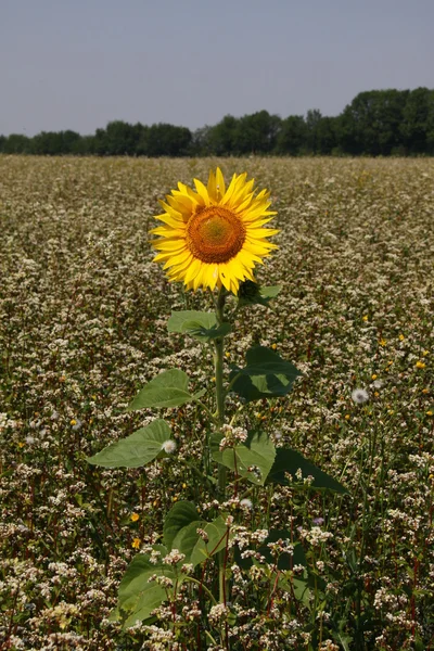 Lonely sunflower — Stock Photo, Image