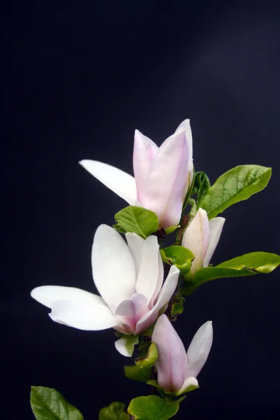 Magnolia fleurit Images De Stock Libres De Droits