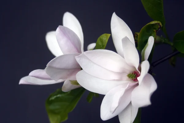 Par magnolia blommor Royaltyfria Stockbilder
