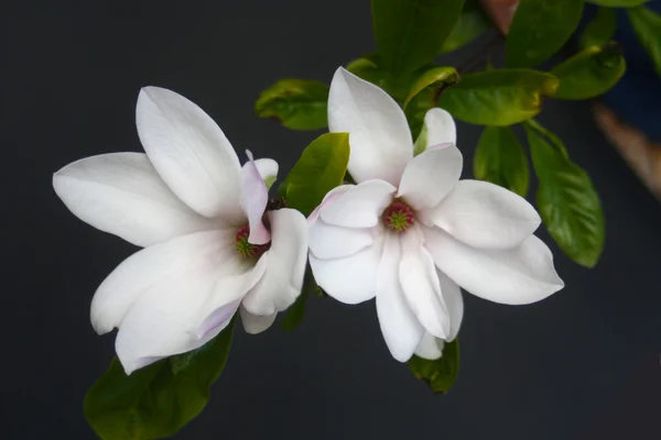 Par magnolia blommor Stockfoto
