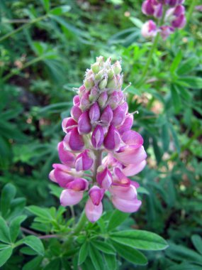 Lupine pembe