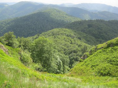 Vosges