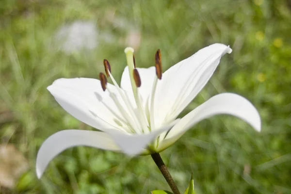 Bílá lilie pozdrav — Stock fotografie