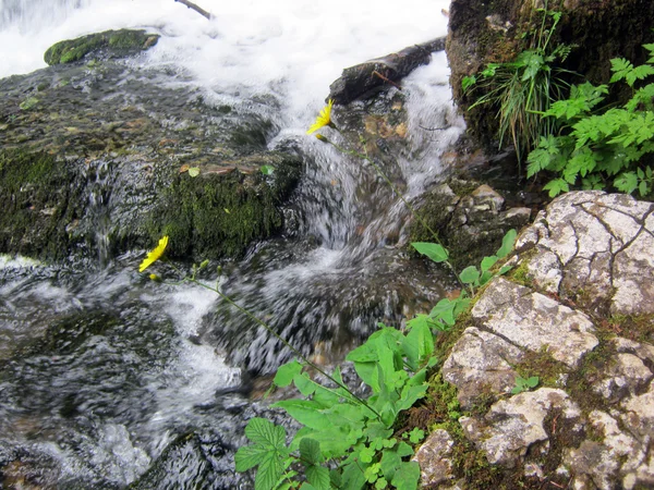 Блестящий водопад с полевыми цветами — стоковое фото