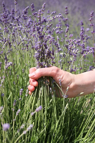 stock image Lavender flowers