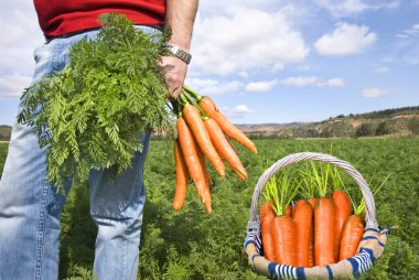 gururlu bir carrot çiftçi onun sepet içinde taze havuç toplama