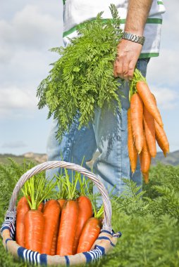 gururlu bir carrot çiftçi onun sepet içinde taze havuç toplama