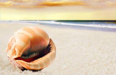 A Beautiful perfectly shaped sea shell on the sandy beach clipart