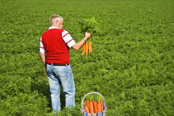 Gururlu bir carrot çiftçi onun sepet içinde taze havuç toplama — Stok fotoğraf